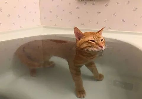 推主家的橘猫，不仅不怕洗澡，还特别热衷于泡澡，而且... - 4