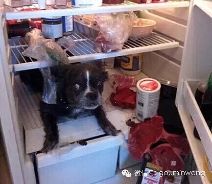 今日热点：把狗狗装进冰箱，总共分几步？ - 9