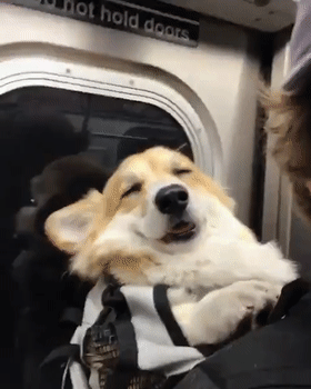 柯基每天搭地铁上下班，成了地铁上最瞌睡的崽... - 1