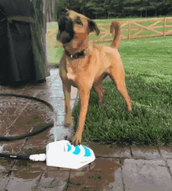 给狗子装了“高科技”饮水器，这货试了下：挺好用，就是脸疼... - 5