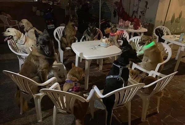 柴柴过生日，请了11只狗狗好友开派对...羡慕了！ - 7