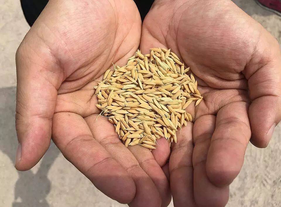 太了不起了，中国又创造了一个世界奇迹：在沙漠种出水稻 - 3