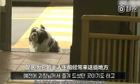 胖狗每天固定来到7家店铺讨食，但背后的原因让人泪目…… - 26