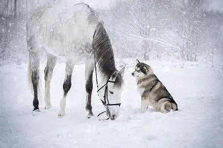 主人拍摄下哈士奇跟马在雪地里的合照，简直美爆了.... - 5
