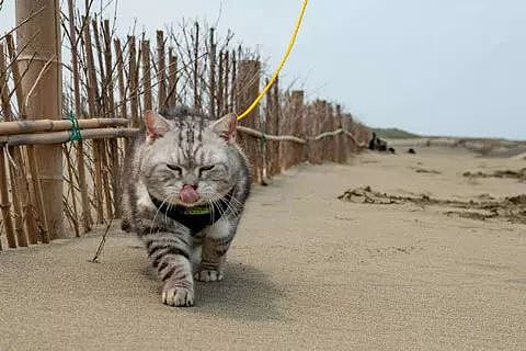 主人第一次带猫到沙滩海边，以为它会害怕，没想到，一落地后... - 3