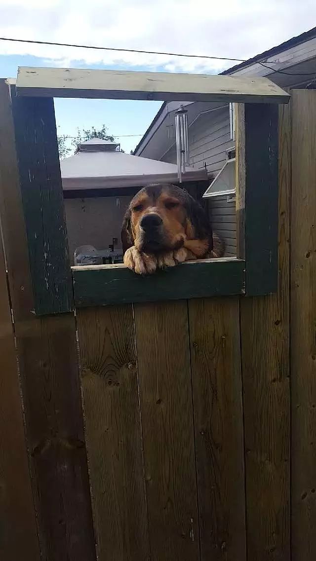 很喜欢狗但房东不让养，邻居为了让她撸到狗，在围栏上开了个窗... - 3