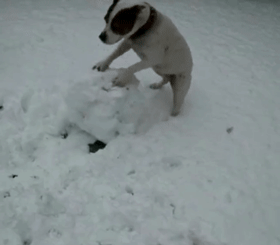 北方狗狗会滚雪球——来玩打雪仗不，输了住院的那种！ - 3