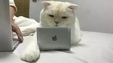 主人每次工作时，猫都喜欢趴在电脑上打扰工作，主人于是... - 2