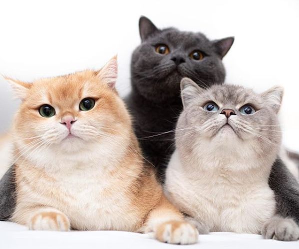 这三只猫喜欢玩叠高高，从不考虑过下面那只的感受，笑屎！ - 1