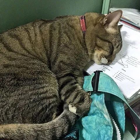 主人在做作业，猫非得趴在上面，这模样让人看后，笑屎了... - 3