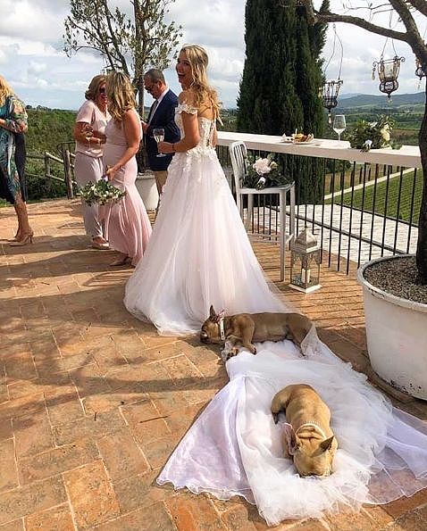 带两只狗参加婚礼，结果睡在新娘的婚纱上流哈喇子！ - 2