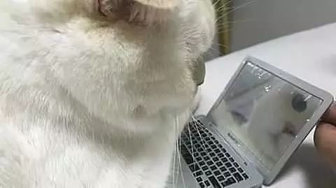 主人每次工作时，猫都喜欢趴在电脑上打扰工作，主人于是... - 4