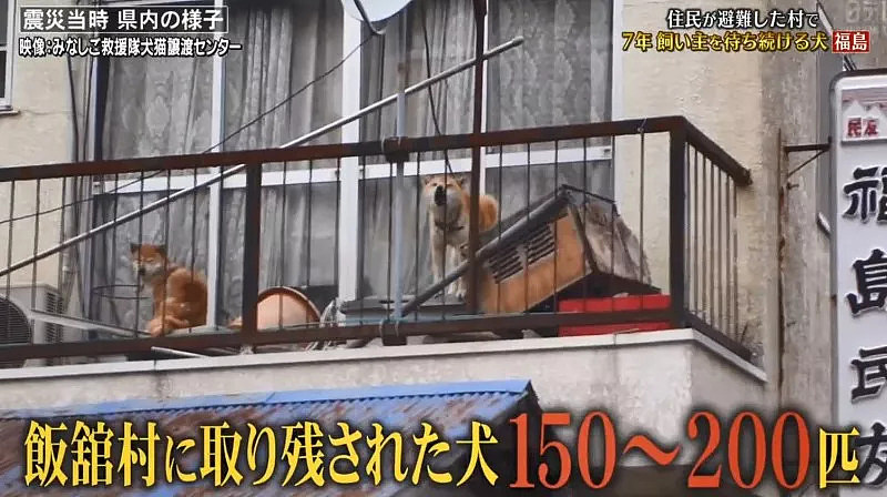 日本福岛大地震后，百只柴犬依旧死守家园… - 2