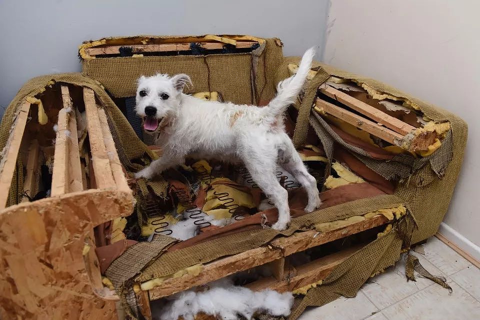 英国一只小狗砸火了，短短三小时，就咬烂了价值2000英镑的沙发！ - 3