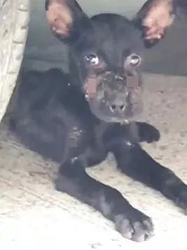 3个月奶狗被人用胶带封住嘴，可获救时仍向人摇尾巴… - 1