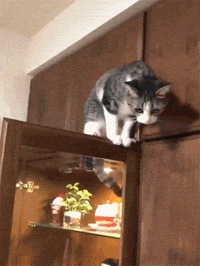 推主家的猫每次都要爬到很高的地方，但又下来，让人好费解！ - 2