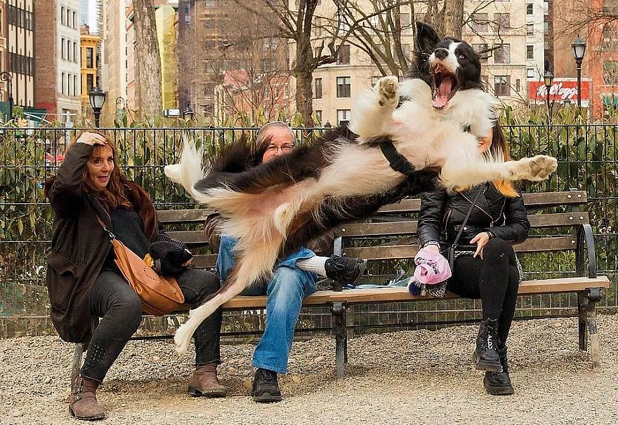 摄影师专门偷拍路上偶遇的狗狗，而狗砸们的反应也是很好玩了！ - 2