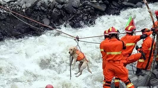 宜宾地震，搜救犬又累瘫了：请不要只在救灾时才想起Ta们的好！ - 8
