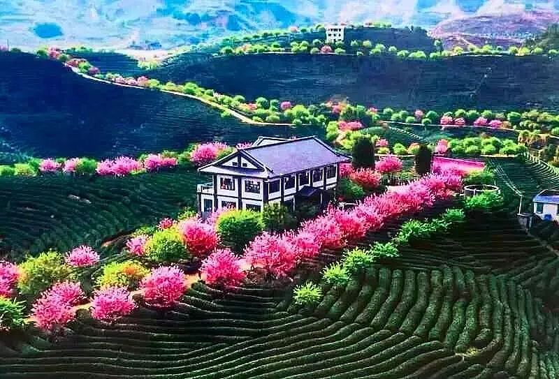 世界最大樱花园，竟就在中国福建！比日本大5倍，是阿里山的10倍美！ - 6