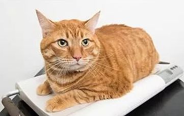 英国举办的宠物减肥大赛，其他毛孩子都瘦了，却唯独橘猫瘦不了！ - 8