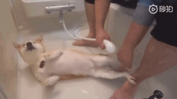 日本铲屎官示范如何轻松洗狗，网友：我还是洗只假狗吧！ - 8