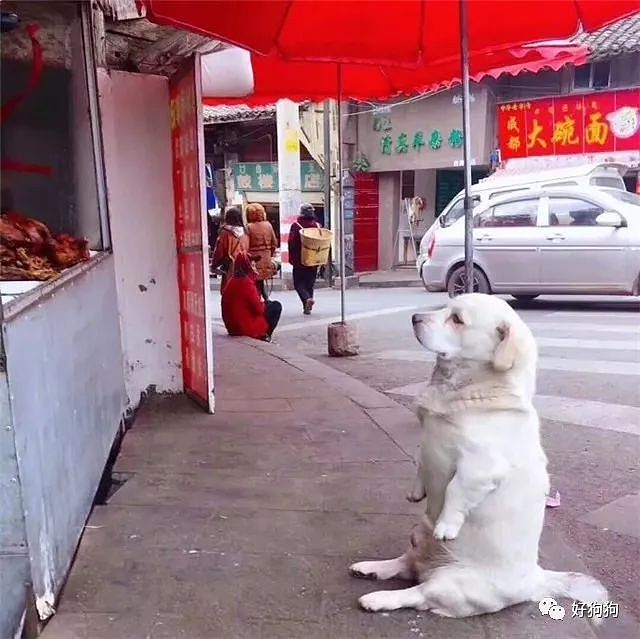 小胖狗每天在卤肉摊前卖萌等肉吃，没想到还火到了日本…… - 1
