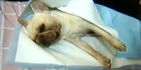 爱犬被送宠物店寄养十天后死亡，主人赶到却只见骨灰…… - 2