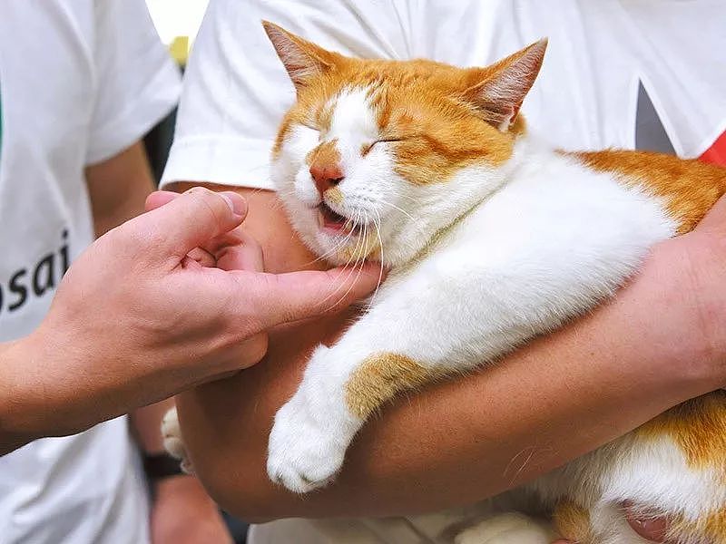 日本一只橘猫由于妨害公务罪，惨遭逮捕，目前情绪稳定！ - 2