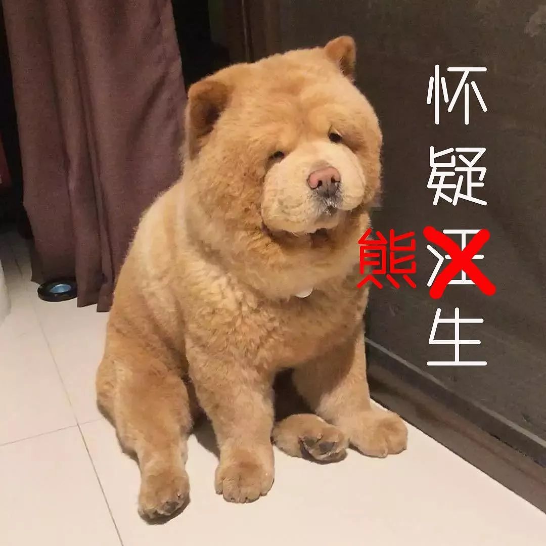 明明是一只狗，却长了一个熊样...网友：这毛绒熊哪买的？ - 6