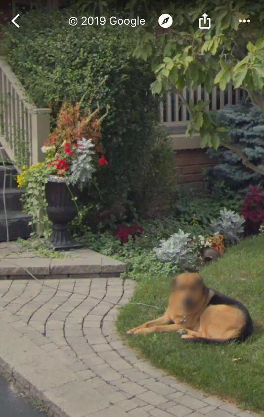 Google街景再现“神操作”，给狗狗脸部打马赛克 - 2