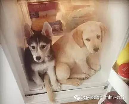 今日热点：把狗狗装进冰箱，总共分几步？ - 3