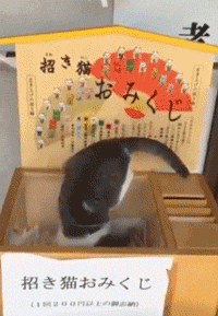 日本猫寺里住着30多只猫，竟比僧人还多，又想骗我去当和尚？ - 35