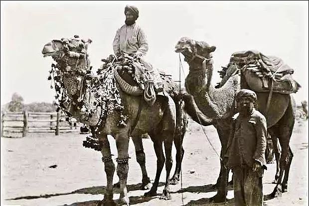 时代 | 骑骆驼的阿富汗人建起了半个澳大利亚，却受到歧视最终被驱逐 - 6