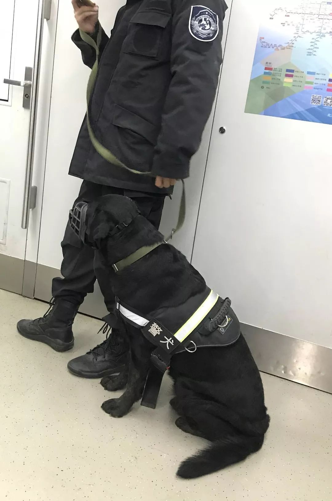 网友在北京地铁偶遇小警犬，还没睡醒的它要开始新一天的工作啦！ - 1