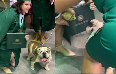 同学们都抢着跟校狗合照，而它却一口咬向了毕业证！ - 4