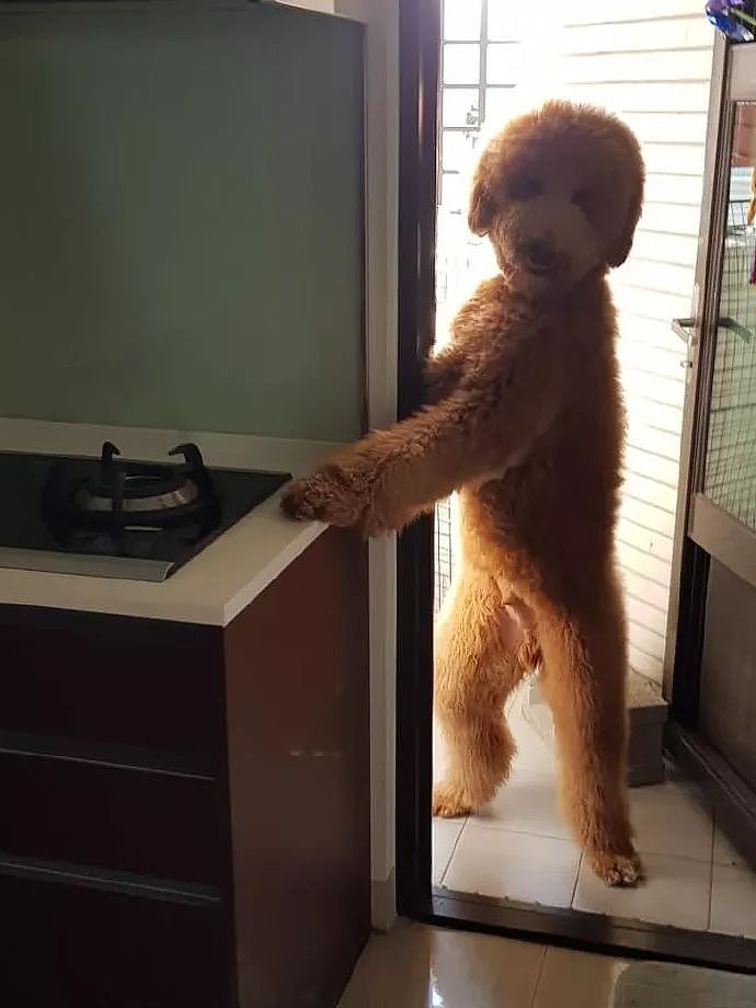 巨贵跑到厨房讨食，这姿势把网友们吓了一跳：哪来的熊孩子！ - 3