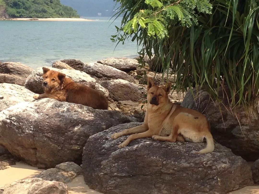 香港“犬之岛”——专门遗弃狗狗的5座孤岛，如今变成这样了…… - 15