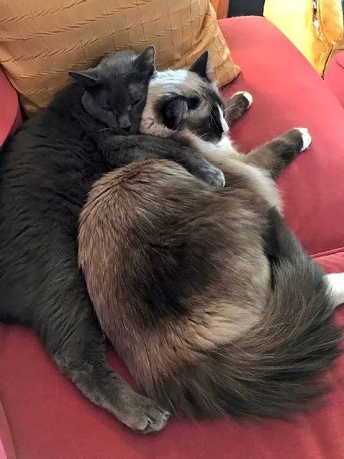这只大猫喜欢抱着这只小猫睡觉，可当小猫长大后，大猫还是... - 3