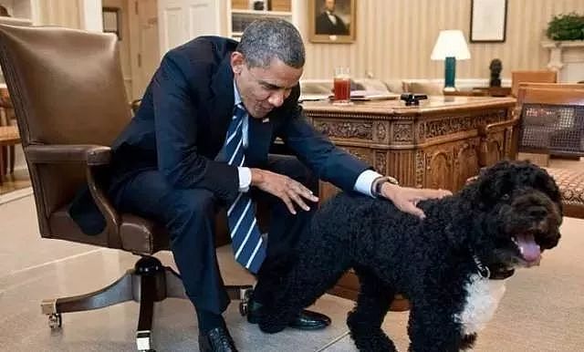 狗才不管你是总统还是乞丐，它都一样从心里爱着你！ - 14