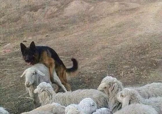 主人让牧羊犬放羊，它竟然把羊给上了！ - 2
