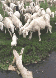 主人让牧羊犬放羊，它竟然把羊给上了！ - 14
