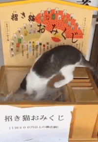 日本猫寺里住着30多只猫，竟比僧人还多，又想骗我去当和尚？ - 32