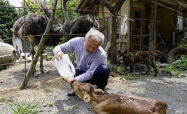 日本福岛大地震后，百只柴犬依旧死守家园… - 11
