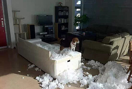 网友下班，发现狗子自己在家做了“爆米花”... - 6