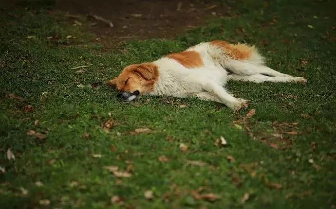 这的狗绝对是世界上最幸福的：随地呼呼大睡，路人会绕道而行！ - 9
