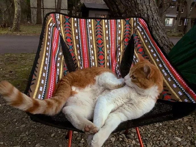 推主去露营时，有只猫过来占椅子，晚上还进帐篷跟他睡，啧啧！ - 1