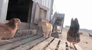 一只被同伴欺凌的橘猫，最后却选择进鸡笼当起了快乐的鸡星人！ - 10