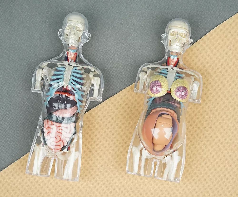 果壳人体解剖“博物馆”迎来新藏品！可以吃的那种～ - 25