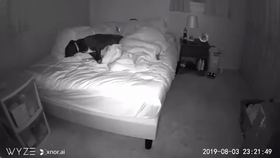 主人睡眠不好，以为是狗狗在床上捣乱，可看了监控发现... - 3