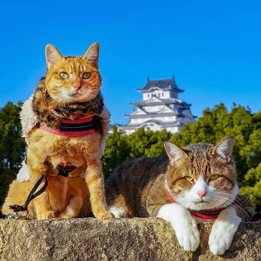 两只喵游遍日本！这绝对是出镜主人公最萌的一篇游记 - 25